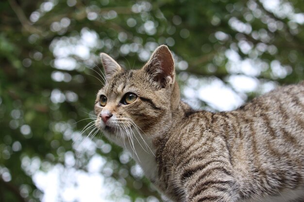 Foto close-up di un gatto che guarda da un'altra parte