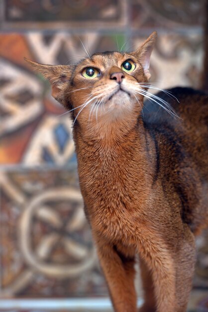 Photo close-up of a cat looking away