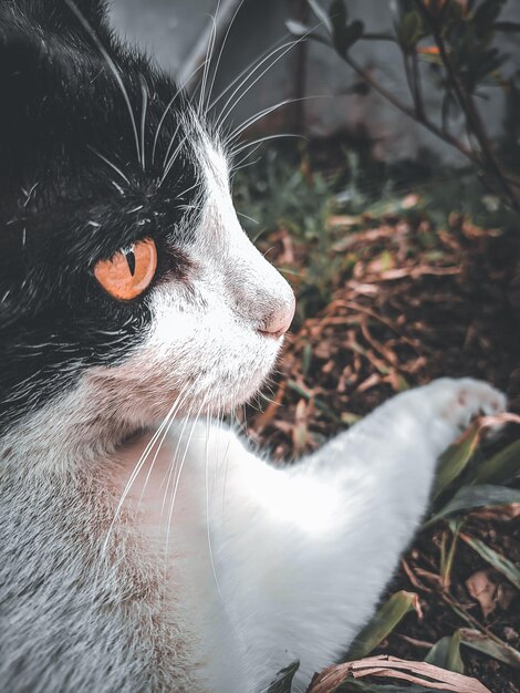 Photo close-up of cat looking away