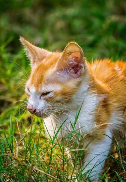 Foto close-up di un gatto che guarda da un'altra parte