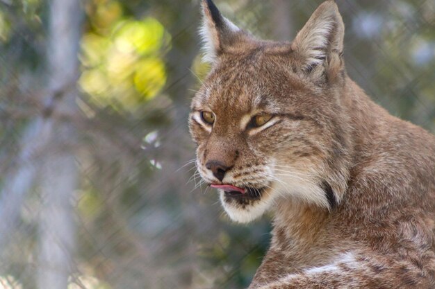 Close-up of a cat looking away