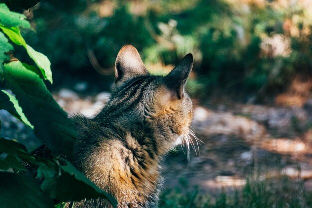 Close-up of a cat looking away