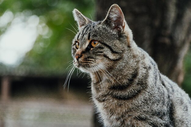 Photo close-up of a cat looking away