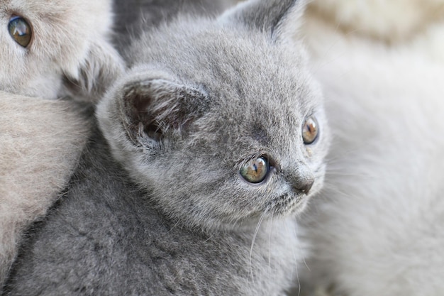 Photo close-up of a cat looking away