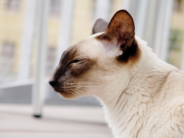 Close-up of a cat looking away