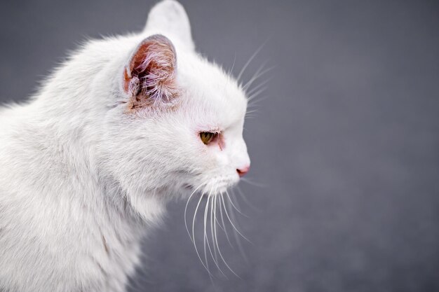 Foto close-up di un gatto che guarda da un'altra parte