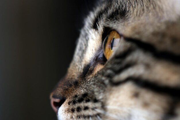 Photo close-up of cat looking away