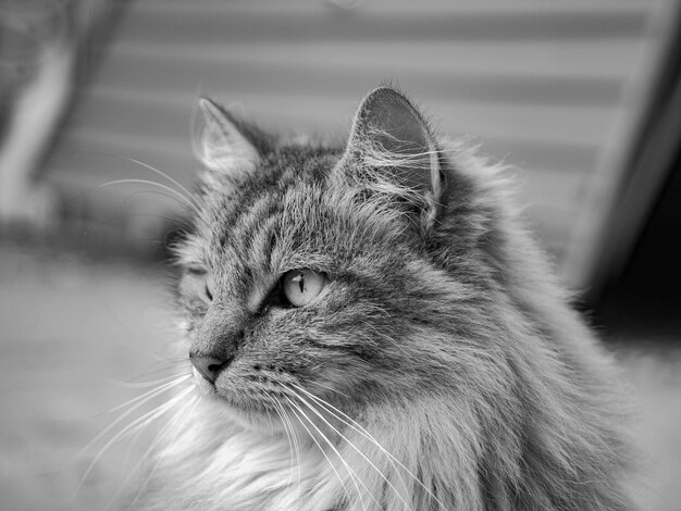 Foto close-up di un gatto che guarda da un'altra parte