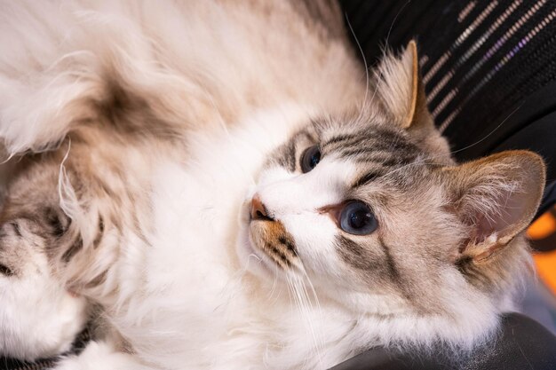 Photo close-up of a cat looking away