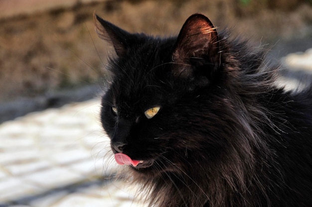 Photo close-up of cat looking away