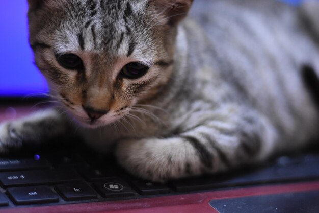 Close-up of cat looking at camera