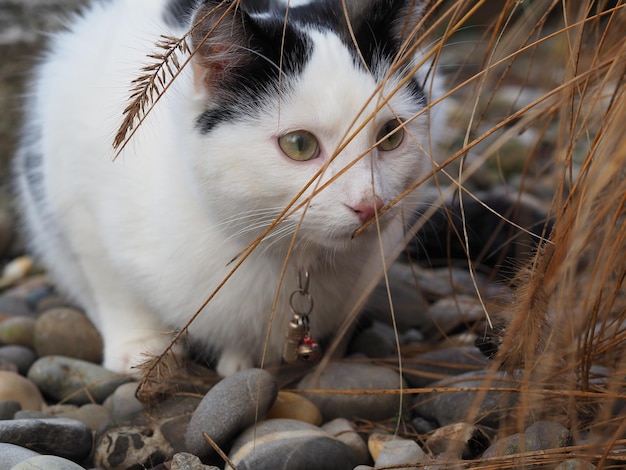 Photo close-up of cat looking at grass