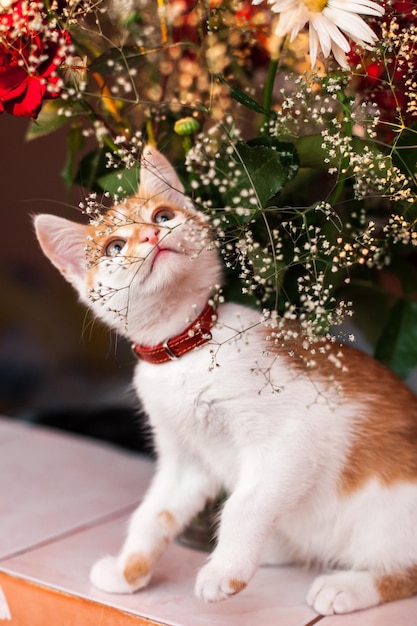 close-up of cat looking at plants