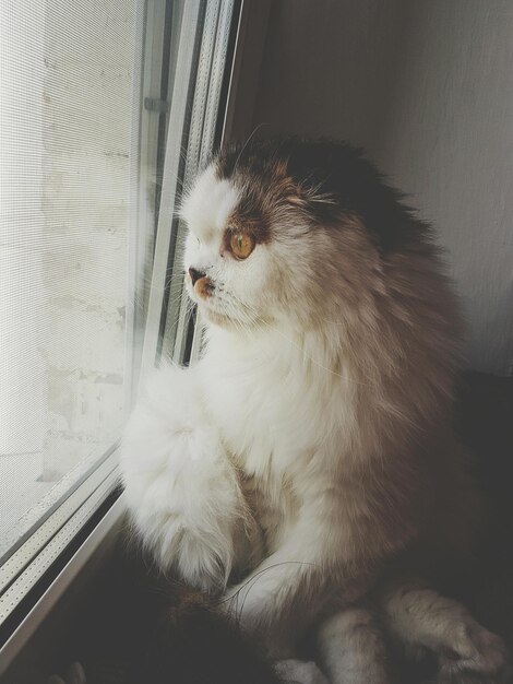 Photo close-up of cat looking through window at home