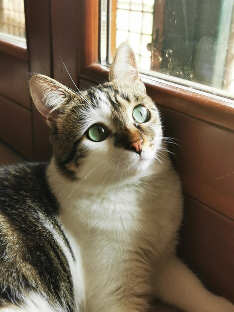 Close-up of cat looking through window