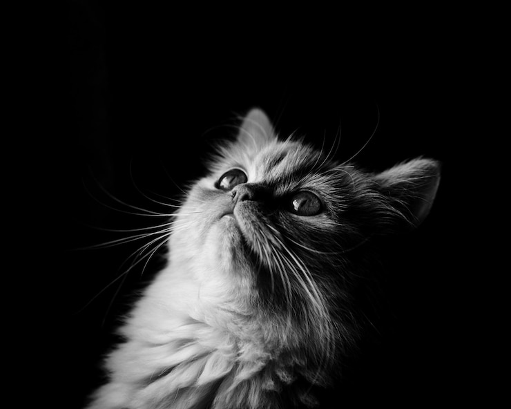 Фотография клоуз-ап кошки, смотрящей вверх на черном фоне