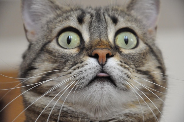 Photo close-up of cat looking up at home