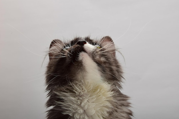 Близкий взгляд на кота, глядящего вверх