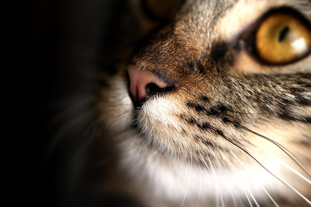 Photo close-up of cat looking up