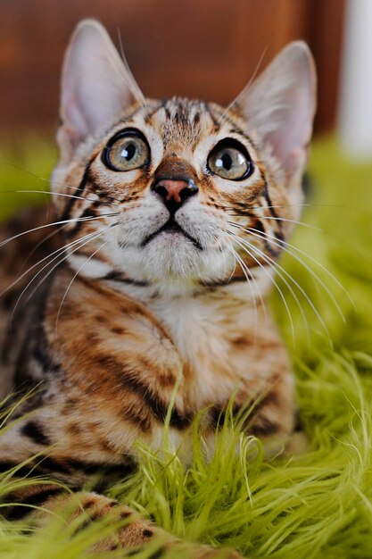 Foto close-up di un gatto che guarda in alto