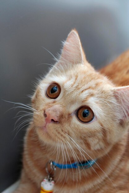 Close-up of cat looking up