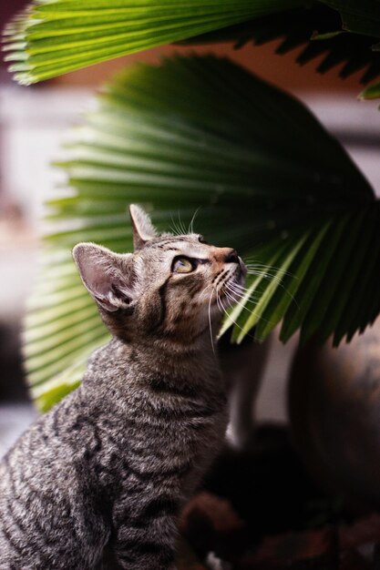 Foto close-up di un gatto che guarda in alto