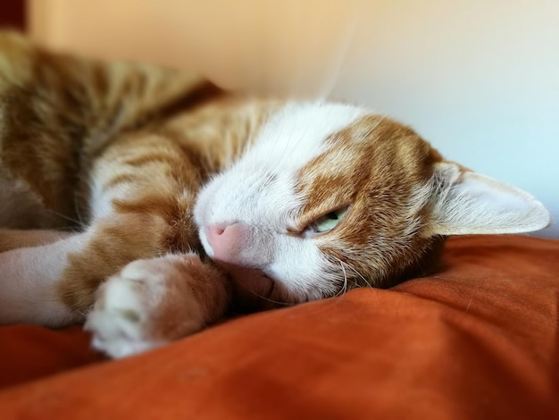 close-up of cat lying on bed at home