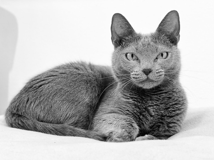 Фотография клоуз-ап кошки, лежащей в постели дома
