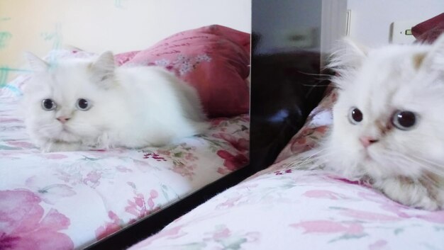 Close-up of a cat lying on bed at home