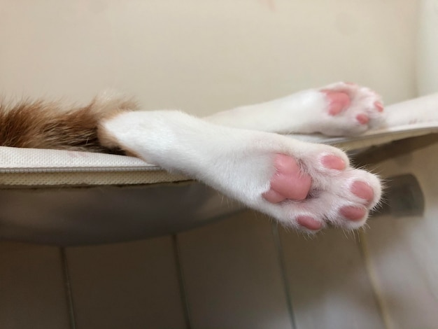 家でベッドに横たわっている猫のクローズアップ