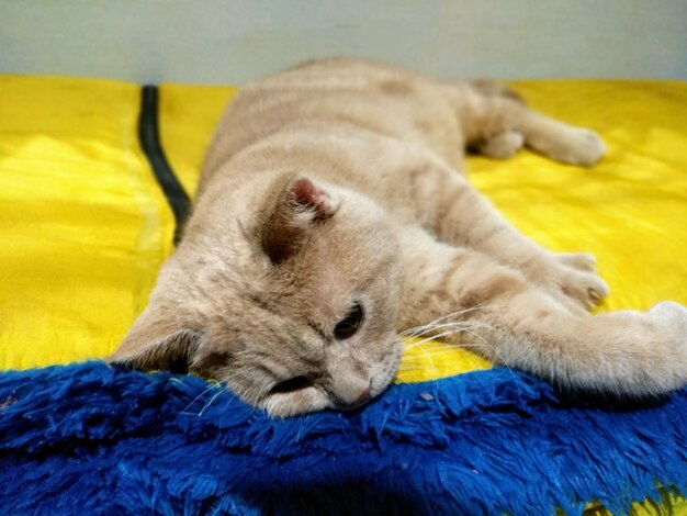 Close-up of cat lying on bed