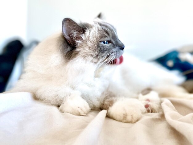 Close-up of a cat lying on bed