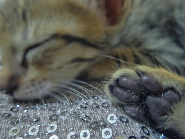 Photo close-up of cat lying on bed