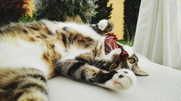 Photo close-up of cat lying on bed