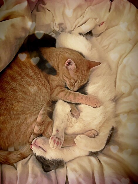 Foto close-up di un gatto sdraiato sul letto