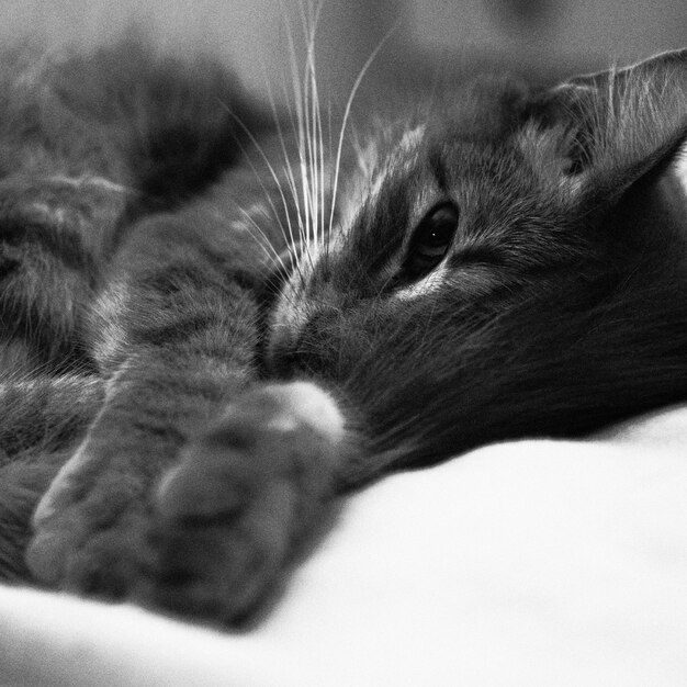 Photo close-up of cat lying down on bed