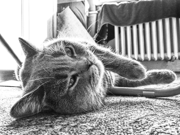 Photo close-up of cat lying down on carpet at home