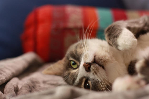 猫が横になって遊んでいるクローズアップ