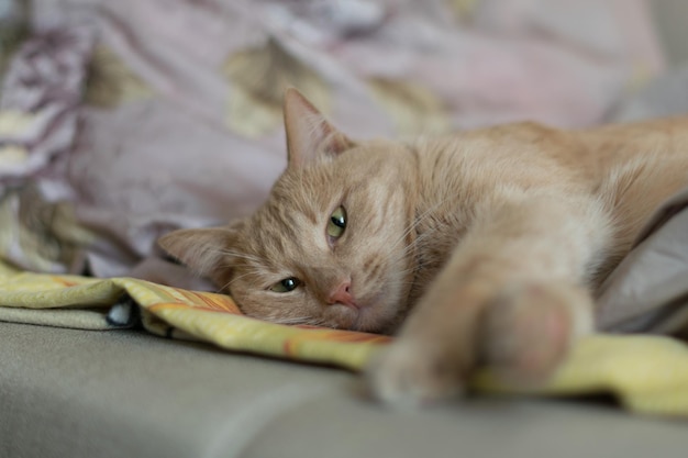 Близкий план лежащей кошки