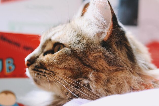 Photo close-up of cat lying down