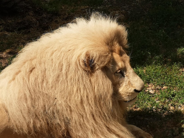 Foto close-up di un gatto sdraiato sul campo