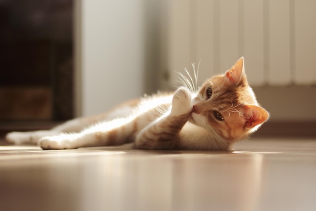 家の床に横たわっている猫のクローズアップ