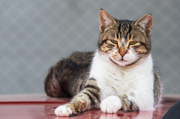 Photo close-up of cat lying on floor