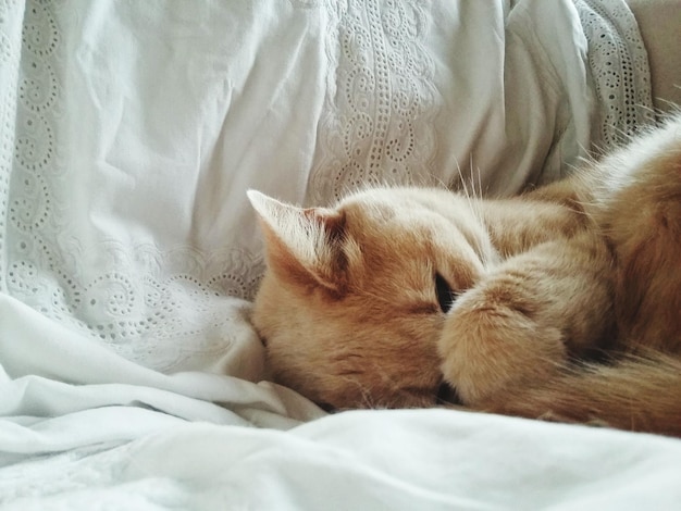 Close-up of cat lying at home