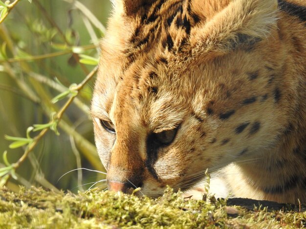 Close-up of a cat lying on land