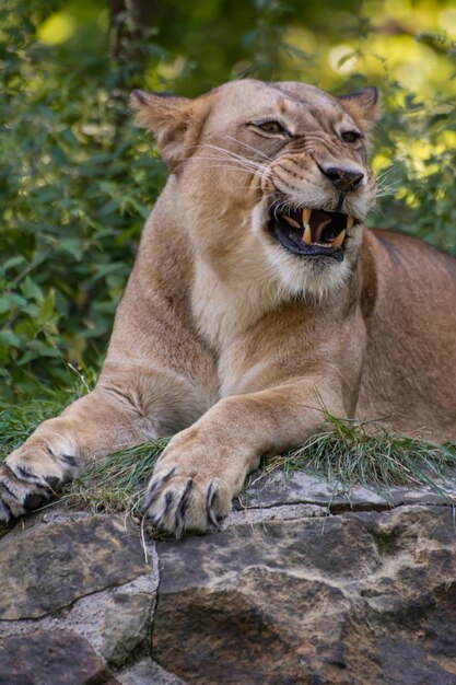 Close-up of a cat lying on rock