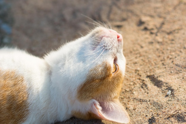 砂の上に横たわっている猫のクローズアップ