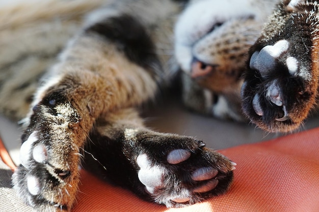 close-up of cat lying on seat