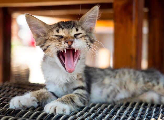 Photo close-up of cat lying on seat