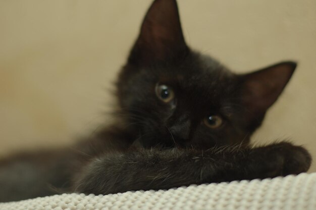 Photo close-up of cat lying on sofa